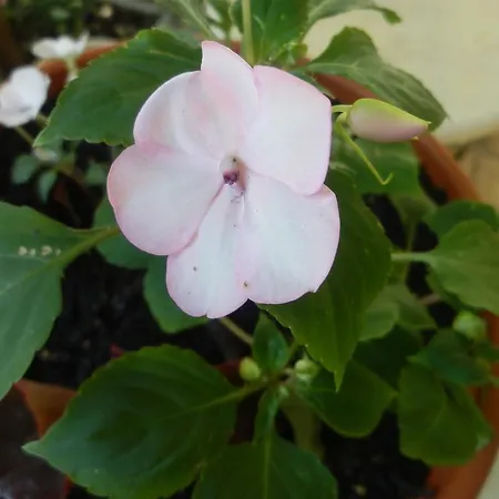 Mate Slavic Daire Sućuraj