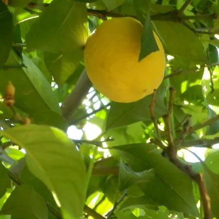 Mate Slavic Daire Sućuraj